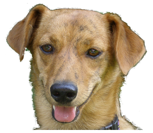 Abby dog