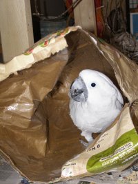 Bird in a Bag
